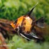 Scharlachrot-Goldener Skalar, Pterophyllum Scalare Kin Hi Utsuri, DNZ