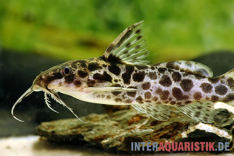 Scherenschwanz-Fiederbartwels, Synodontis Soloni 1 Scherenschwanz-Fiederbartwels, Synodontis Soloni