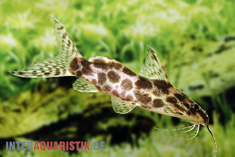 Scherenschwanz-Fiederbartwels, Synodontis Soloni 2 Scherenschwanz-Fiederbartwels, Synodontis Soloni – Bild 2