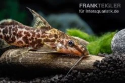 Scherenschwanz-Fiederbartwels, Synodontis Soloni 6 Scherenschwanz-Fiederbartwels, Synodontis Soloni -EHEIM || sera || AQUATLANTIS Verkaufsgeschäft Scherenschwanz Fiederbartwels Synodontis soloni 3 jpg