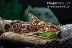 Scherenschwanz-Fiederbartwels, Synodontis Soloni 7 Scherenschwanz-Fiederbartwels, Synodontis Soloni -EHEIM || sera || AQUATLANTIS Verkaufsgeschäft Scherenschwanz Fiederbartwels Synodontis soloni 4 jpg