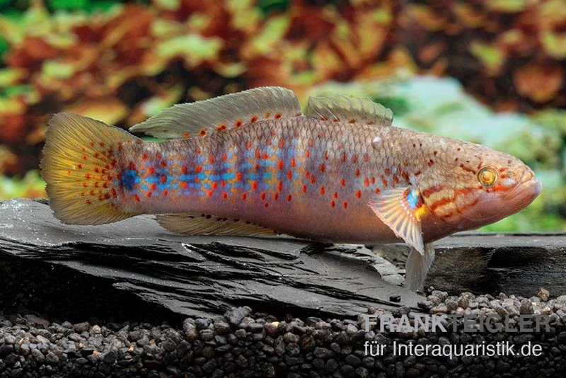 Schläfergrundel, Mogurnda Cingulata 1 Schläfergrundel, Mogurnda Cingulata