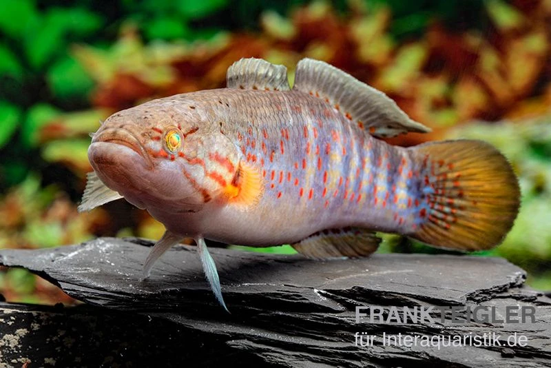 Schläfergrundel, Mogurnda Cingulata 2 Schläfergrundel, Mogurnda Cingulata – Bild 2