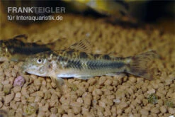 Schmerlenpanzerwels, Aspidoras Sp. C125, DNZ