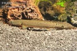 Schmuck-Flösselhecht, Polypterus Ornatipinnis, NZ -EHEIM || sera || AQUATLANTIS Verkaufsgeschäft Schmuck Floesselhecht Polypterus ornatipinnis