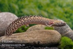 Schmuck-Flösselhecht, Polypterus Ornatipinnis, NZ -EHEIM || sera || AQUATLANTIS Verkaufsgeschäft Schmuck Floesselhecht Polypterus ornatipinnis neu 3