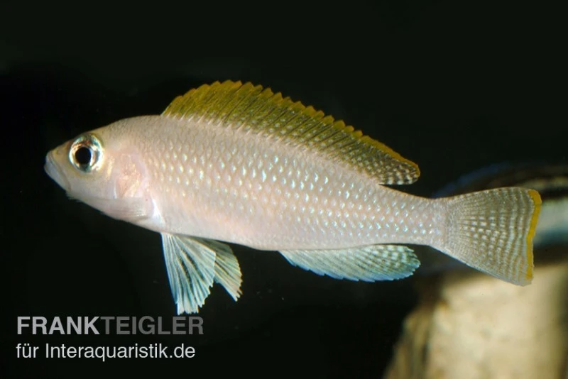 Schneckenbuntbarsch, Neolamprologus Caudopunktatus, DNZ 1 Schneckenbuntbarsch, Neolamprologus Caudopunktatus, DNZ