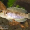 Schneckenbuntbarsch Gold, Lamprologus Ocellatus, DNZ