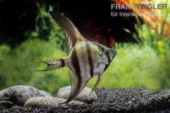 Schwarzblauer Skalar, Pterophyllum Scalare -EHEIM || sera || AQUATLANTIS Verkaufsgeschäft Schwarzblauer Skalar Pterophyllum scalare 3