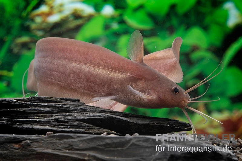 Schwarzer Wels, Neosilurus Ater 2 Schwarzer Wels, Neosilurus Ater – Bild 2