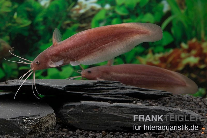 Schwarzer Wels, Neosilurus Ater 1 Schwarzer Wels, Neosilurus Ater