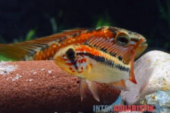 Schwarzkehl-Zwergbuntbarsch, Apistogramma Viejita, Paarweise -EHEIM || sera || AQUATLANTIS Verkaufsgeschäft Schwarzkehl Zwergbuntbarsch Apistogramma viejita 3