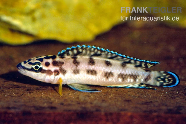 Schwarzweißer Schlankcichlide, Julidochromis Transcriptus Gombe 1 Schwarzweißer Schlankcichlide, Julidochromis Transcriptus Gombe