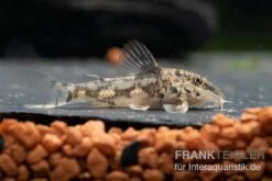 Schabracken-Panzerwels, Scleromystax Barbatus -EHEIM || sera || AQUATLANTIS Verkaufsgeschäft Scleromystax barbatus 8