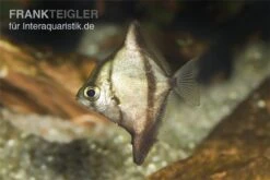 Sebae-Flossenblatt, Monodactylus Sebae -EHEIM || sera || AQUATLANTIS Verkaufsgeschäft Sebae Flossenblatt Monodactylus sebae 2