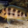 Sechsstreifen-Lamprologus, Neolamprologus Sexfasciatus Gold, DNZ