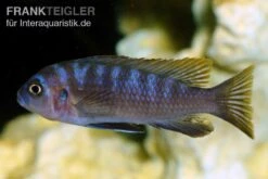 Sechsstreifen-Tilapia, Cynotilapia Afra "Jalo Reef", DNZ -EHEIM || sera || AQUATLANTIS Verkaufsgeschäft Sechsstreifen Tilapia Cynotilapia afra 2