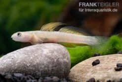 Cebu-Grundel, Sicyopus Cebuensis, 1 Paar -EHEIM || sera || AQUATLANTIS Verkaufsgeschäft Sicyopus cebuensis 31