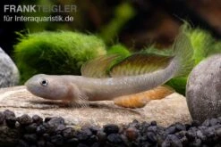 Cebu-Grundel, Sicyopus Cebuensis, 1 Paar -EHEIM || sera || AQUATLANTIS Verkaufsgeschäft Sicyopus cebuensis 33