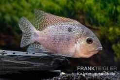 Silber-Buntbarsch, Vieja Argentea