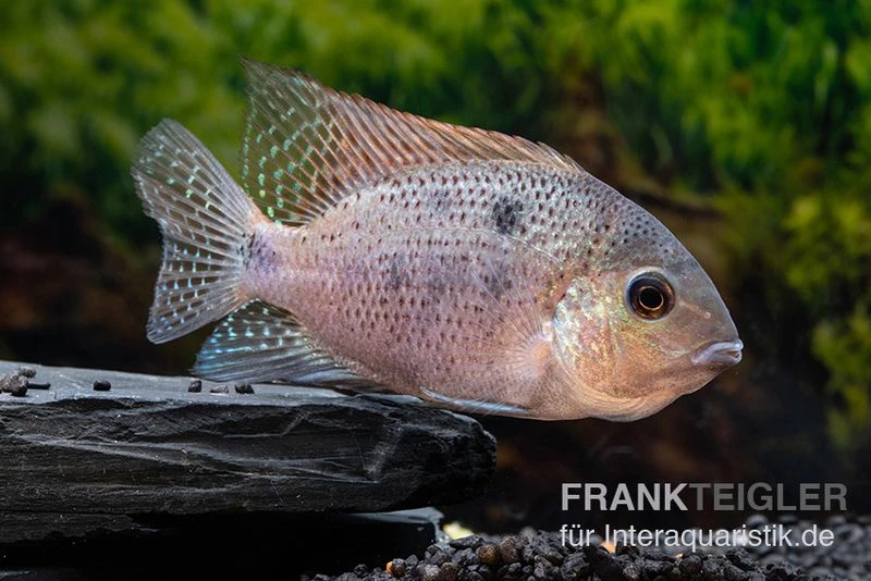 Silber-Buntbarsch, Vieja Argentea 1 Silber-Buntbarsch, Vieja Argentea