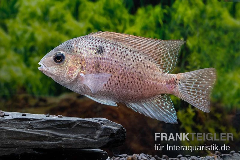 Silber-Buntbarsch, Vieja Argentea 2 Silber-Buntbarsch, Vieja Argentea – Bild 2