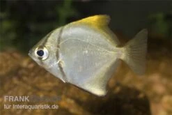 Silberflossenblatt, Monodactylus Argenteus -EHEIM || sera || AQUATLANTIS Verkaufsgeschäft Silberflossenblatt Monodactylus argenteus 1