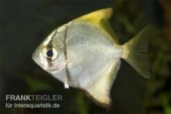 Silberflossenblatt, Monodactylus Argenteus -EHEIM || sera || AQUATLANTIS Verkaufsgeschäft Silberflossenblatt Monodactylus argenteus 2