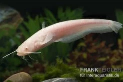 Goldener Flusswels, Silurus Glanis Gold (Kaltwasser) -EHEIM || sera || AQUATLANTIS Verkaufsgeschäft Silurus glanis flusswels 1