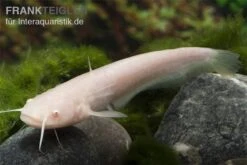 Goldener Flusswels, Silurus Glanis Gold (Kaltwasser) -EHEIM || sera || AQUATLANTIS Verkaufsgeschäft Silurus glanis flusswels 2