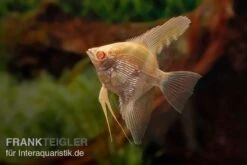 Skalar Albino Goldstripe Diamant, Pterophyllum Scalare