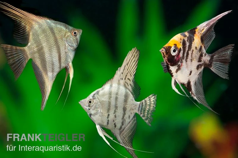 Skalar Mix, Pterophyllum Scalare, Größe M 1 Skalar Mix, Pterophyllum Scalare, Größe M