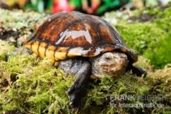 Skorpions-Klappschildkröte, Kinosternon Scorpioides 5 Skorpions-Klappschildkröte, Kinosternon Scorpioides -EHEIM || sera || AQUATLANTIS Verkaufsgeschäft Skorpions Klappschildkroete Kinosternon scorpioides 3