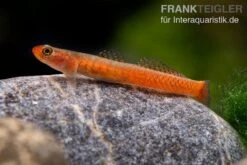 Smaragdgrundel, Stiphodon Surrufus, 1 Paar