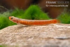 Smaragdgrundel, Stiphodon Surrufus, 1 Paar -EHEIM || sera || AQUATLANTIS Verkaufsgeschäft Smaragdgrundel Stiphodon surrufus 3