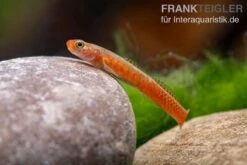 Smaragdgrundel, Stiphodon Surrufus, 1 Paar -EHEIM || sera || AQUATLANTIS Verkaufsgeschäft Smaragdgrundel Stiphodon surrufus 4