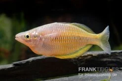 Sorong-Regenbogenfisch, Melanotaenia Fredericki Wild, 5 Tiere -EHEIM || sera || AQUATLANTIS Verkaufsgeschäft Sorong Regenbogenfisch Melanotaenia fredericki Wild