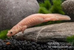 Spanischer Albino-Rippenmolch, Pleurodeles Waltl Albino 12 Spanischer Albino-Rippenmolch, Pleurodeles Waltl Albino -EHEIM || sera || AQUATLANTIS Verkaufsgeschäft Spanischer Albino Rippenmolch Pleurodeles waltl albino 3