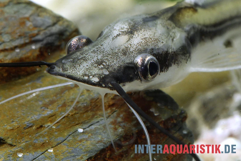 Spatelwels, Sorubim Lima 1 Spatelwels, Sorubim Lima