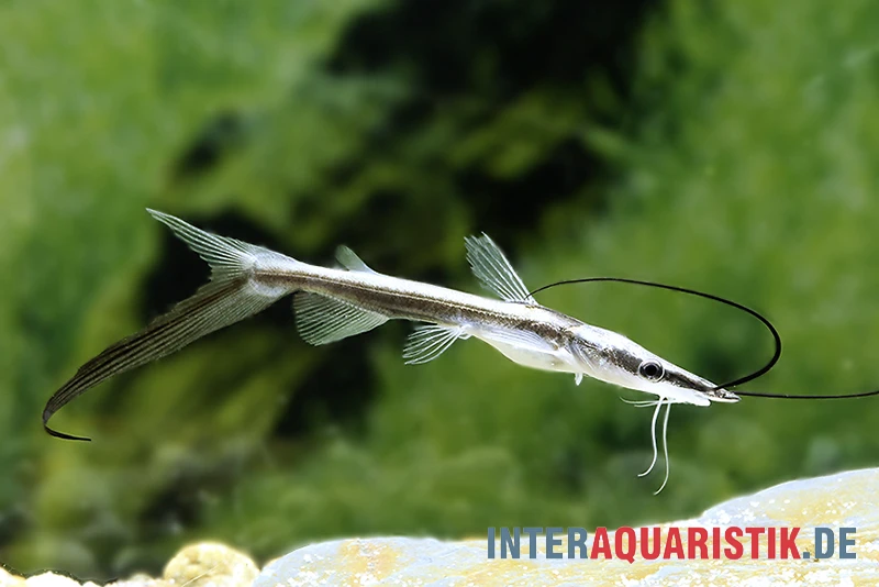 Spatelwels, Sorubim Lima 2 Spatelwels, Sorubim Lima – Bild 2