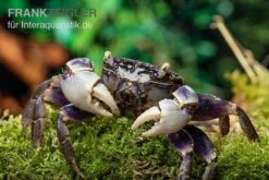 Spider Crab Sp. Blue, Neosarmatium Rotundifrons -EHEIM || sera || AQUATLANTIS Verkaufsgeschäft Spider Crab Blue 13