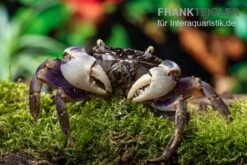 Spider Crab Sp. Blue, Neosarmatium Rotundifrons -EHEIM || sera || AQUATLANTIS Verkaufsgeschäft Spider Crab Blue 9