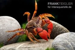 Spider Crab Sp. Extreme Red, Neosarmatium Cf. Meinerti 16 Spider Crab Sp. Extreme Red, Neosarmatium Cf. Meinerti -EHEIM || sera || AQUATLANTIS Verkaufsgeschäft Spider Crab Red 12