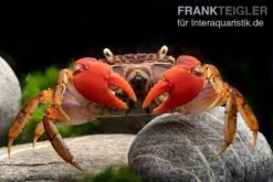 Spider Crab Sp. Extreme Red, Neosarmatium Cf. Meinerti 17 Spider Crab Sp. Extreme Red, Neosarmatium Cf. Meinerti -EHEIM || sera || AQUATLANTIS Verkaufsgeschäft Spider Crab Red 14