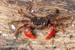 Spider Crab Sp. Extreme Red, Neosarmatium Cf. Meinerti 11 Spider Crab Sp. Extreme Red, Neosarmatium Cf. Meinerti -EHEIM || sera || AQUATLANTIS Verkaufsgeschäft Spider Crab Red 3