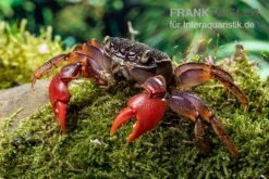 Spider Crab Sp. Extreme Red, Neosarmatium Cf. Meinerti 12 Spider Crab Sp. Extreme Red, Neosarmatium Cf. Meinerti -EHEIM || sera || AQUATLANTIS Verkaufsgeschäft Spider Crab Red 5