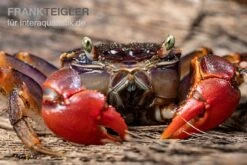 Spider Crab Sp. Extreme Red, Neosarmatium Cf. Meinerti 13 Spider Crab Sp. Extreme Red, Neosarmatium Cf. Meinerti -EHEIM || sera || AQUATLANTIS Verkaufsgeschäft Spider Crab Red 7