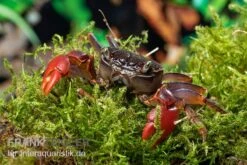 Spider Crab Sp. Extreme Red, Neosarmatium Cf. Meinerti 15 Spider Crab Sp. Extreme Red, Neosarmatium Cf. Meinerti -EHEIM || sera || AQUATLANTIS Verkaufsgeschäft Spider Crab Red 8 1