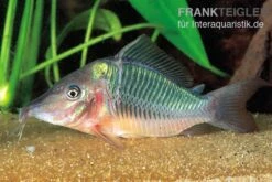 Spitzmaul-Panzerwels, Brochis Multiradiatus