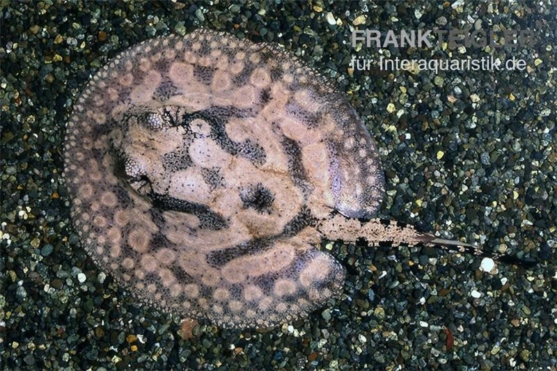 Stachelrochen, Potamotrygon Hystrix 1 Stachelrochen, Potamotrygon Hystrix
